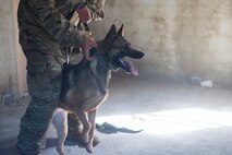 Military working dog, Ubi, prepares to practice bite work with Staff Sgt. Amadio Apilado, a MWD trainer assigned to the 628th Security Forces Squadron, March 10, 2021 on Joint Base Charleston, S.C. Military working dogs are used in the military for detecting explosives, searching for contraband and drugs and patrolling. They advance their training on a daily basis and also hone in their skill that they have already learned.