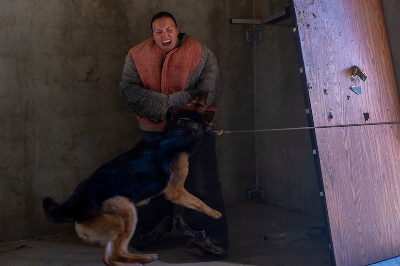 Military working dog, Kantor, practices bite work with Senior Airman Shannon McCarter, a MWD handler assigned to the 628th Security Forces Squadron, March 10, 2021 on Joint Base Charleston S.C. Military working dogs are used in the military for detecting explosives, searching for contraband and drugs and patrolling. They advance their training on a daily basis and also hone in their skill that they have already learned.