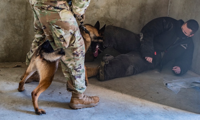 Military working dog, Ubi, practices bite work with Tech Sgt. Jake Mikell, a MWD Trainer assigned to the 628th Security Forces Squadron and Staff Sgt. Amadio Apilado, also a MWD trainer assigned to the 628th SFS, March 10, 2021 on Joint Base Charleston, S.C. Military working dogs are used in the military for detecting explosives, searching for contraband and drugs and patrolling. They advance their training on a daily basis and also hone in their skill that they have already learned.