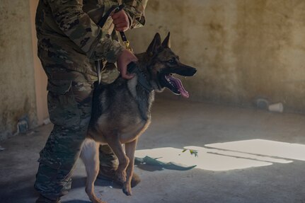 Military working dog, Ubi, prepares to practice bite work with Staff Sgt. Amadio Apilado, a MWD trainer assigned to the 628th Security Forces Squadron, March 10, 2021 on Joint Base Charleston, S.C. Military working dogs are used in the military for detecting explosives, searching for contraband and drugs and patrolling. They advance their training on a daily basis and also hone in their skill that they have already learned.