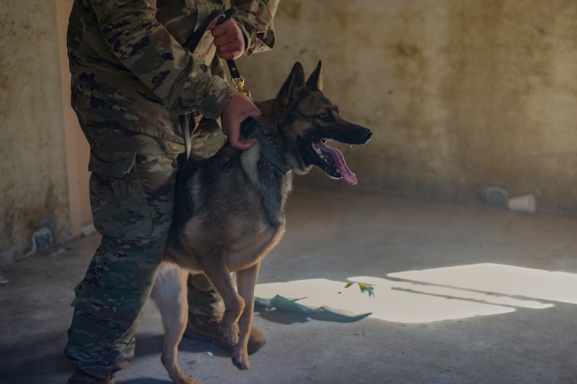 Military working dog, Ubi, prepares to practice bite work with Staff Sgt. Amadio Apilado, a MWD trainer assigned to the 628th Security Forces Squadron, March 10, 2021 on Joint Base Charleston, S.C. Military working dogs are used in the military for detecting explosives, searching for contraband and drugs and patrolling. They advance their training on a daily basis and also hone in their skill that they have already learned.