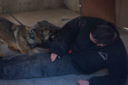 Military working dog, Ubi, practices bite work with Tech Sgt. Jake Mikell, a MWD trainer assigned to the 628th Security Forces Squadron, March 10, 2021 on Joint Base Charleston, S.C. Military working dogs are used in the military for detecting explosives, searching for contraband and drugs and patrolling. They advance their training on a daily basis and also hone in their skill that they have already learned.