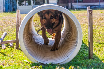 Military working dog, Kantor, goes through a tunnel on an obstacle course March 10, 2021 on Joint Base Charleston, S.C. Military working dogs are used in the military for detecting explosives, searching for contraband and drugs and patrolling. They advance their training on a daily basis and also hone in their skill that they have already learned.