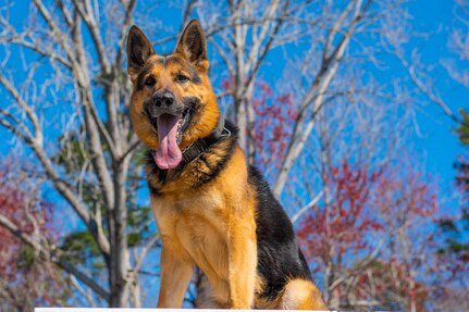 Military working dog, Kantor, poses for a photo March 10, 2021 on Joint Base Charleston, S.C. Military working dogs are used in the military for detecting explosives, searching for contraband and drugs and patrolling. They advance their training on a daily basis and also hone in their skill that they have already learned.