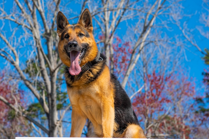 Military working dog, Kantor, poses for a photo March 10, 2021 on Joint Base Charleston, S.C. Military working dogs are used in the military for detecting explosives, searching for contraband and drugs and patrolling. They advance their training on a daily basis and also hone in their skill that they have already learned.