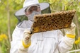 Photo of Environmental Protection Specialist Sean Maynard dressed in a beekeepers protective clothing holds up  a section of an outdoor hive for inspection.