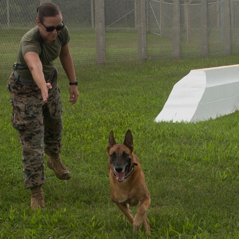 A Marine signals toward a dog.