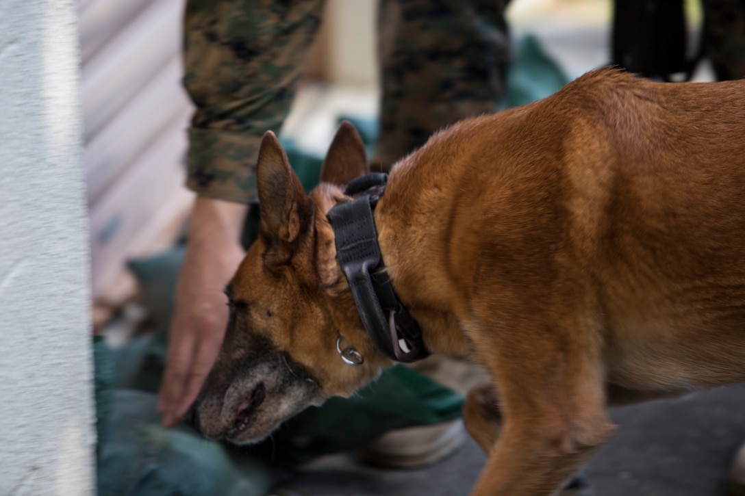 A dog searches bags.