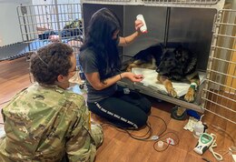 SOUTH CAMP, Sinai, Egypt – Spc. Jade Baxter (center), a veterinary animal care specialist assigned to Medical Company, Task Force Sinai and Spc. Jordan Kawakami (left), a military dog handler assigned to 89th Military Police Brigade of Fort Leonard Wood, Missouri who is currently assigned to Task Force Sinai, conduct a checkup on Larry, a military working dog, following emergency surgery at the South Camp Clinic, Sinai, Egypt April 19, 2021. Larry (Courtesy photo by Maj. Melissa North)