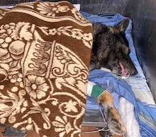 SOUTH CAMP, Sinai, Egypt – Larry, a military working dog currently assigned to North Camp, Sinai, Egypt with Military Working Dog Section, Task Force Sinai, rests comfortably following an emergency procedure to alleviate intestinal issues and an irregular heartbeat at South Camp Clinic, Sinai, Egypt, April 17, 2021. Medical professionals assigned to Medical Company, Task Force Sinai later said that if Larry had not been treated his medical issues could have resulted in death. (Courtesy photo by Maj. Melissa North)