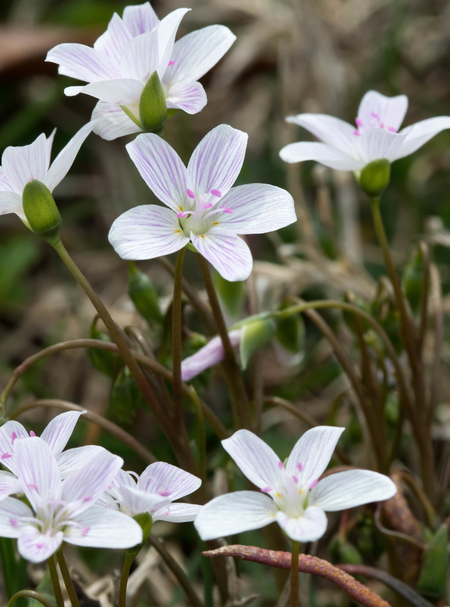 A patch of spring beauty wildflowers bloom at Arnold Air Force Base, Tenn., March 22, 2021. (U.S. Air Force photo by Jill Pickett)