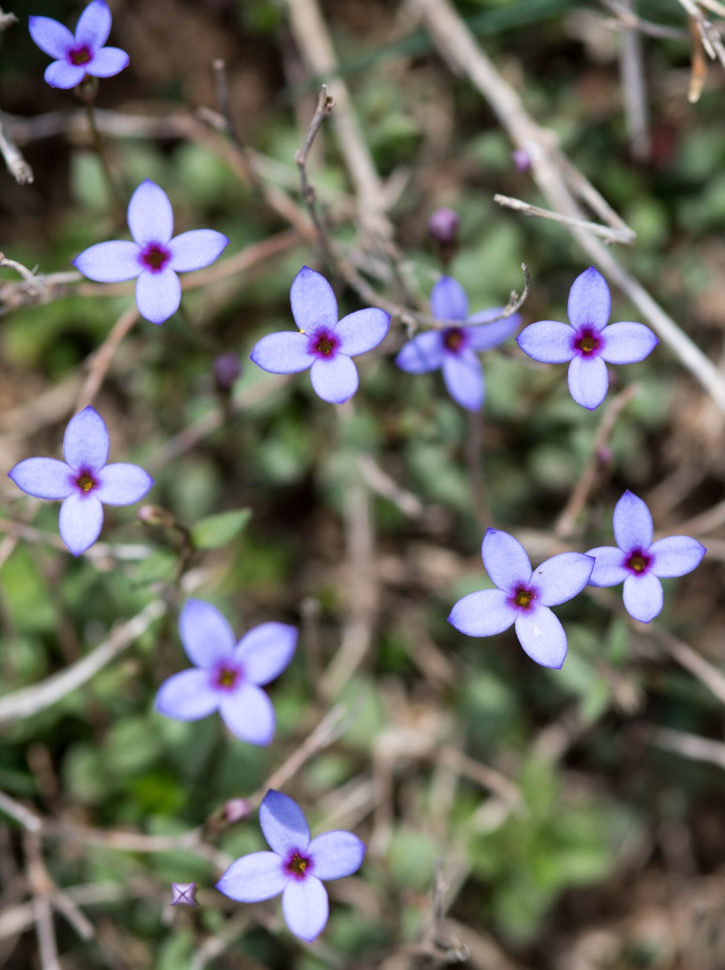 Wildflowers known as tiny bluets bloom at Arnold Air Force Base, Tenn., March 22, 2021. (U.S. Air Force photo by Jill Pickett)