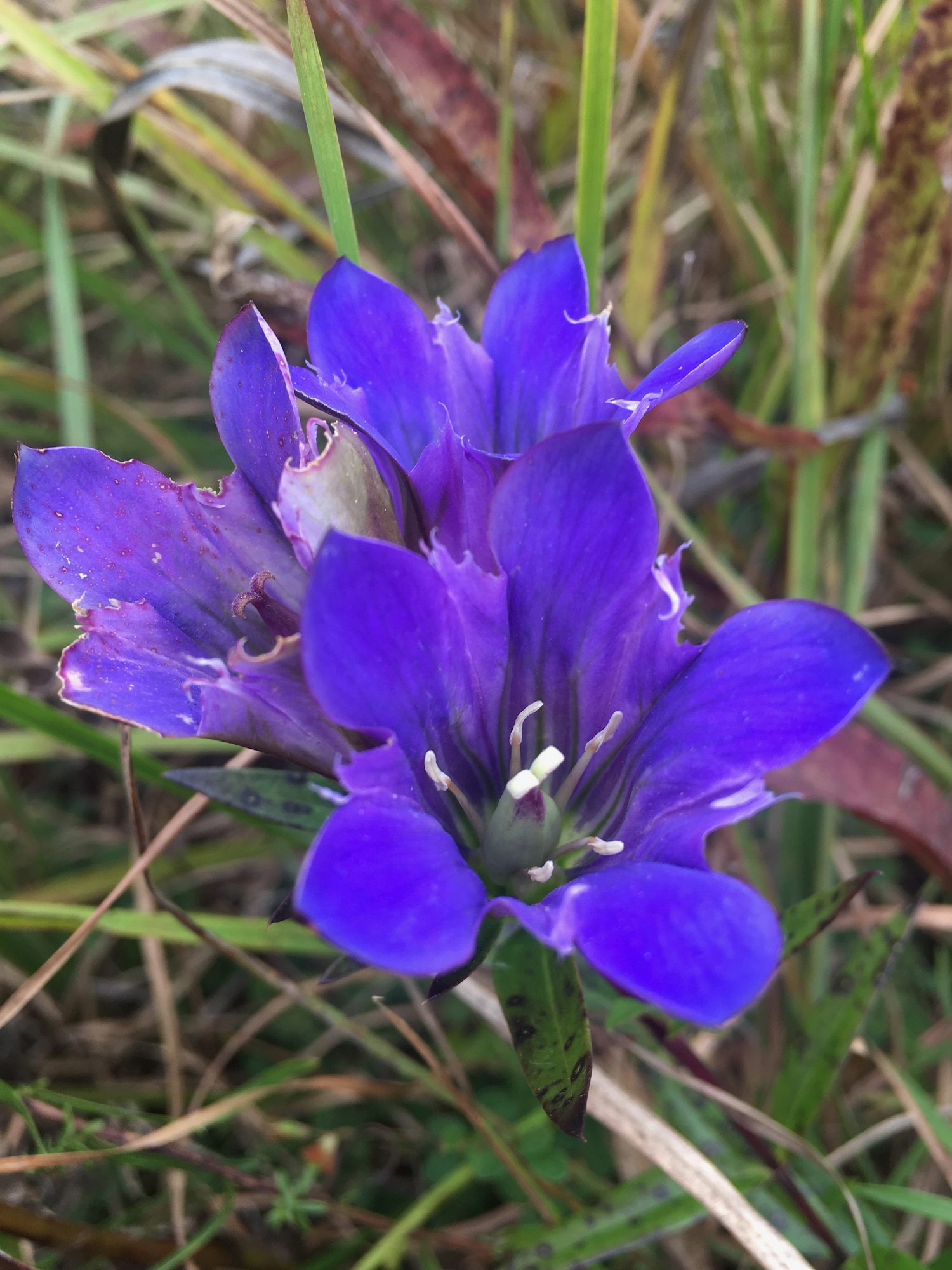 Prairie gentian bloom at Arnold Air Force Base, Tenn., Oct. 2, 2017. (U.S. Air Force photo by Stevia Morawski)