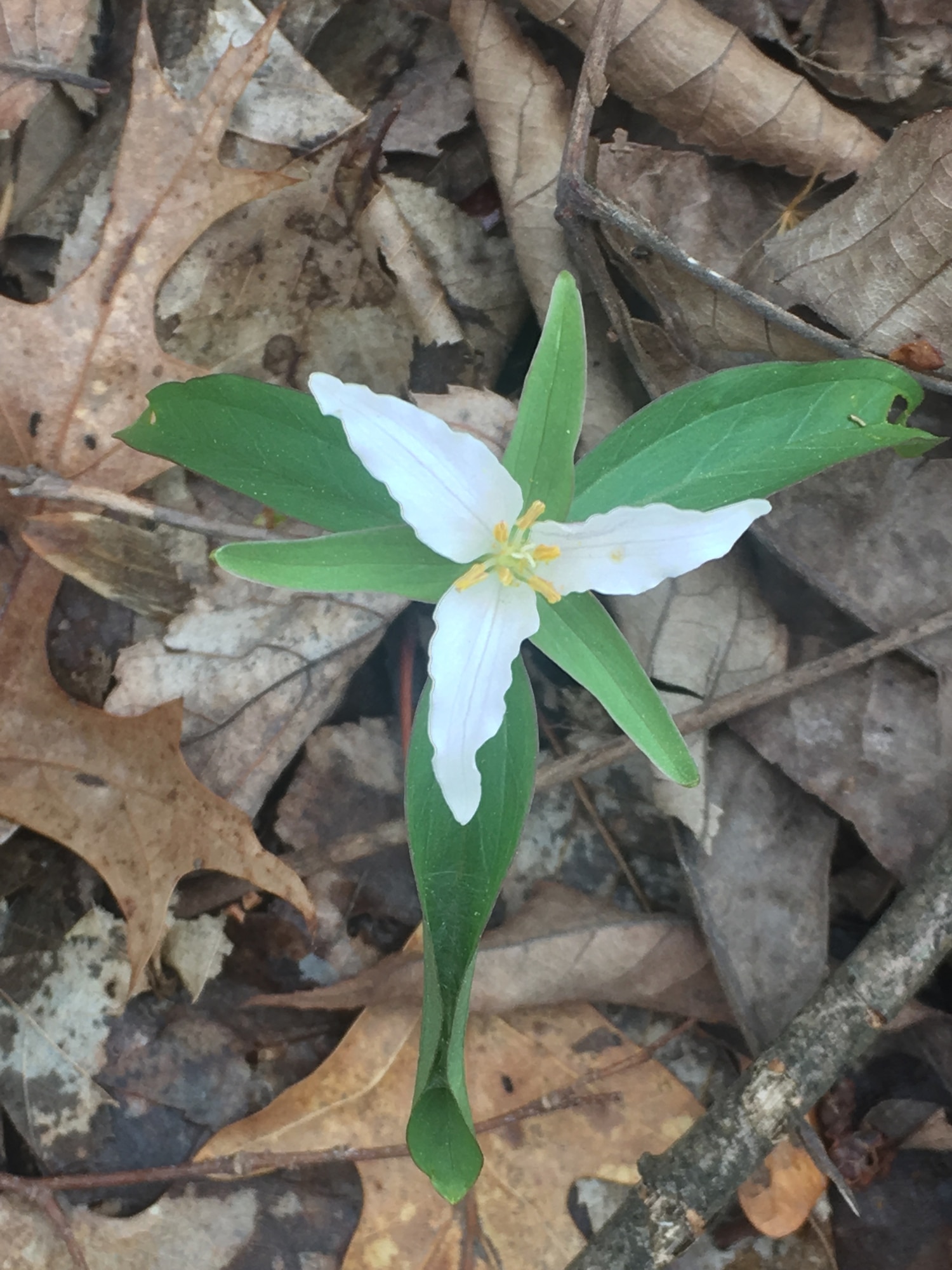 A least trillium blooms at Arnold Air Force Base, Tenn., March 29, 2017. (U.S. Air Force photo by Stevia Morawski)