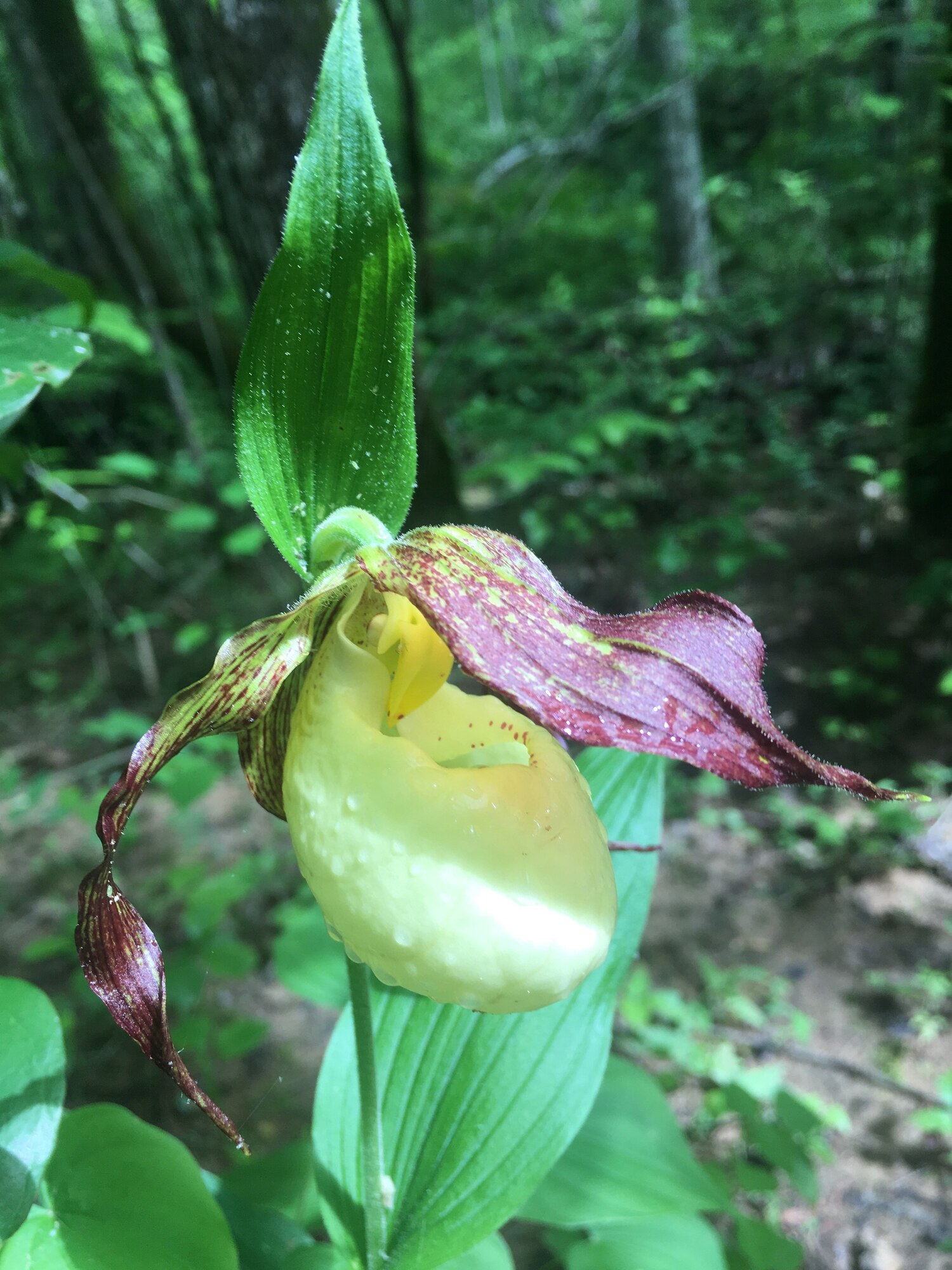 A Kentucky lady’s slipper blooms at Arnold Air Force Base, Tenn., May 19, 2020. (U.S. Air Force photo by Stevia Morawski)