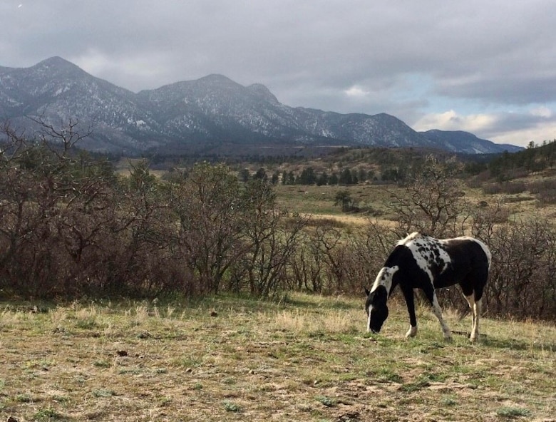 A horse stands in the pasture at the U.S. Air Force Academy Equestrian Center.
