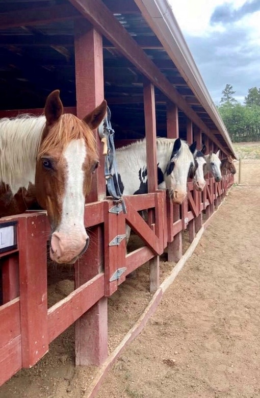 Horses stand under shelter in a stable at the U.S. Air Force Academy Equestrian Center.