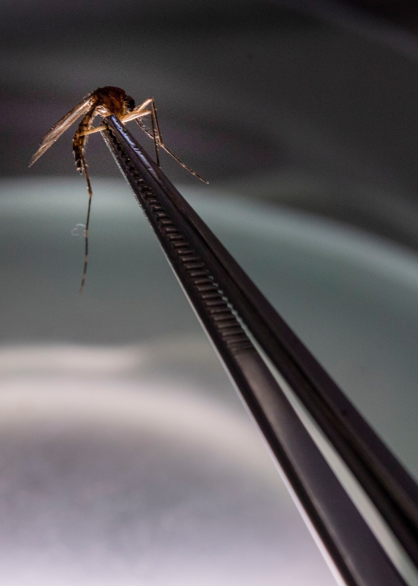 Airman 1st Class Ziaire Buchanan, 4th Operational Medical Readiness Squadron public health technician, uses tweezers to pick up a mosquito at Seymour Johnson Air Force Base, North Carolina, April 29, 2021.