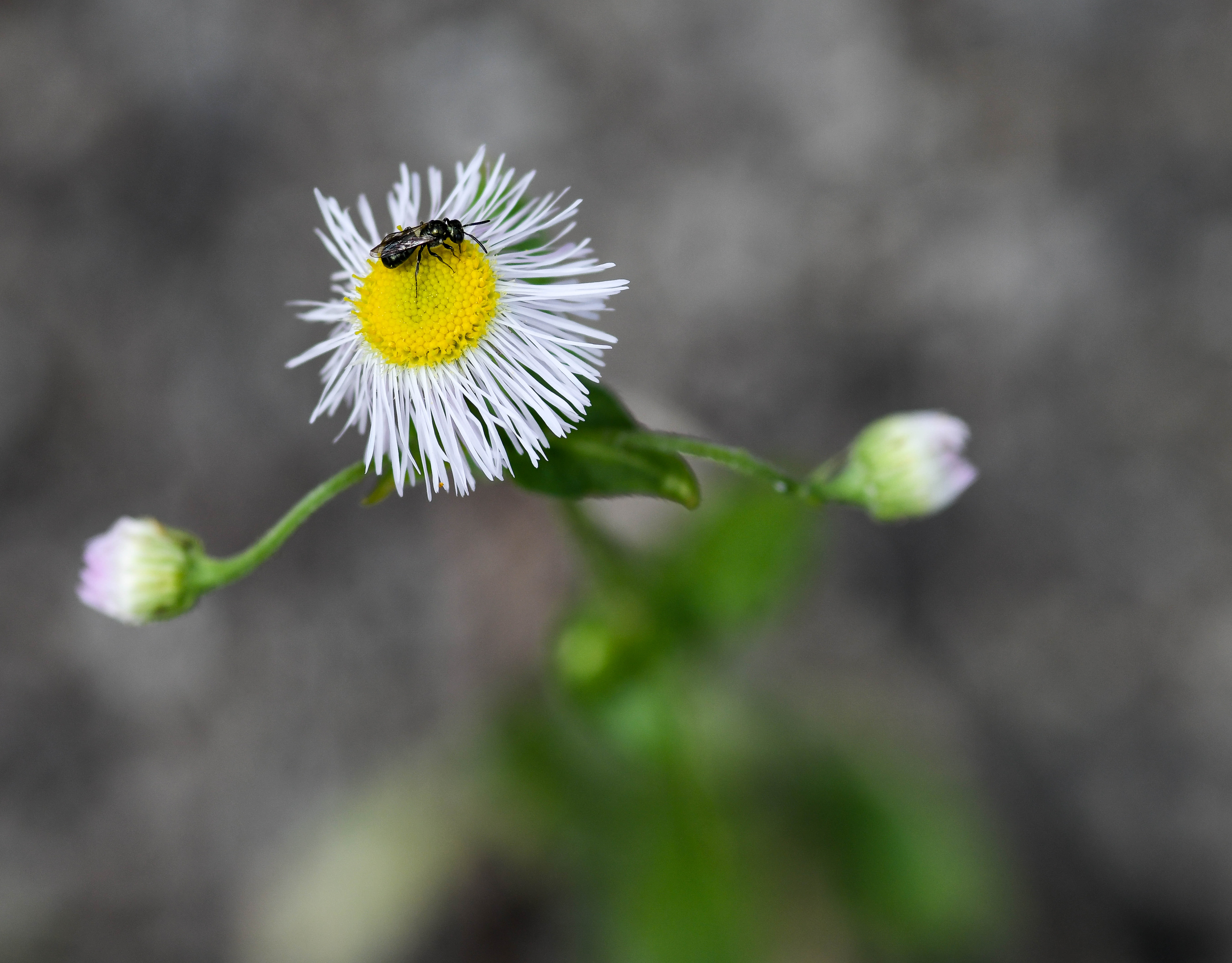 An insect crawls over the bloom of a daisy fleabane plant at Arnold Air Force Base, Tenn., April 7, 2021. (U.S. Air Force photo by Jill Pickett)
