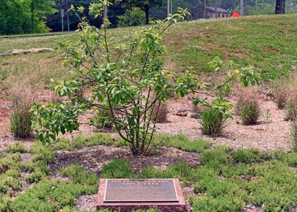 The apple tree located on the grounds of the U.S. Army Test, Measurement, and Diagnostic Equipment Activity headquarters at Redstone Arsenal, Ala., is a descendant of the apple tree Sir Isaac Newton observed when he discovered the law of universal gravitation in 1666.