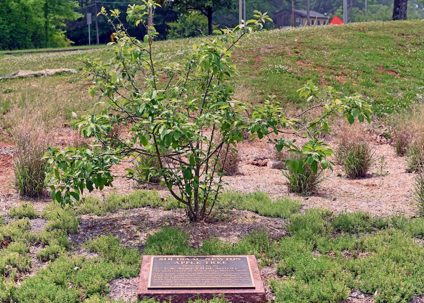 The apple tree located on the grounds of the U.S. Army Test, Measurement, and Diagnostic Equipment Activity headquarters at Redstone Arsenal, Ala., is a descendant of the apple tree Sir Isaac Newton observed when he discovered the law of universal gravitation in 1666.