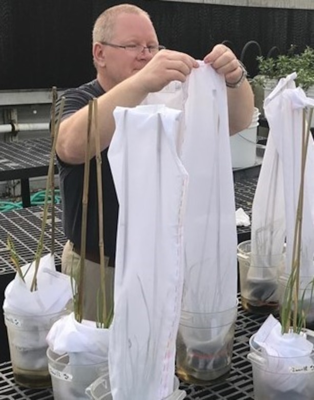 As part of an U.S. Army Engineer Research and Development Center (ERDC)-University project, U.S. Army Corps of Engineers Walla Walla District Biologist Damian Walter is netting flowering rush plants for a feeding study at the ERDC Environmental Laboratory’s greenhouse on the Vicksburg, Mississippi, installation. (U.S. Army Corps of Engineers photo by Dr. Nathan Harms)