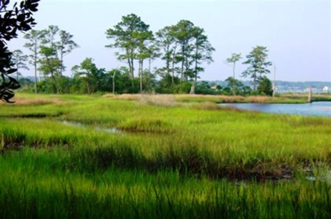 Picture of Wetland