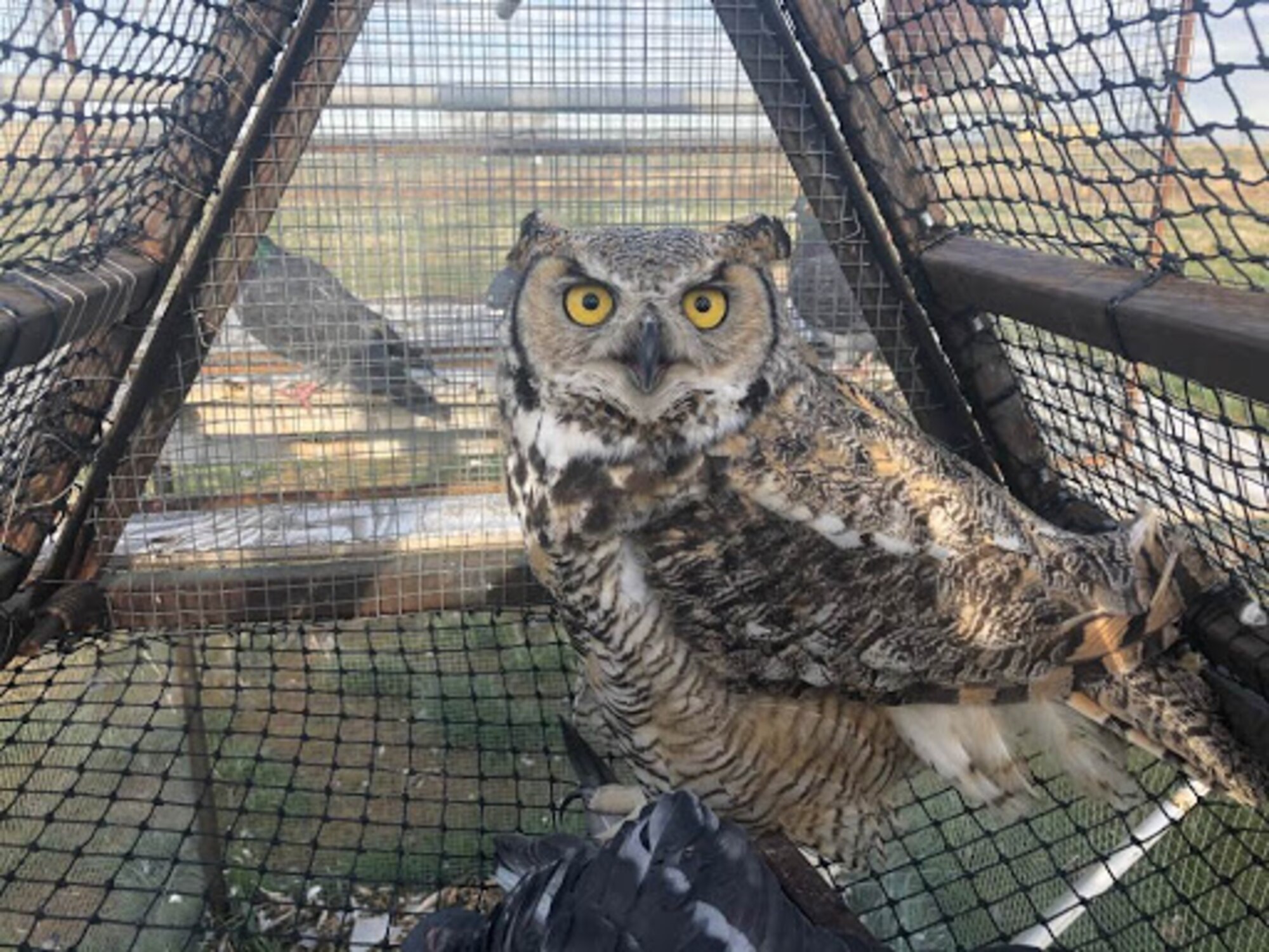 An owl is captured near the base's flight line. The bird will be taken to a new habitat as part of the Raptor Relocation Program, which focuses on trapping kestrels, hawks, owls, and other raptors and relocating the birds to safer and more suitable habitats away from the airfield. (Courtesy photo)