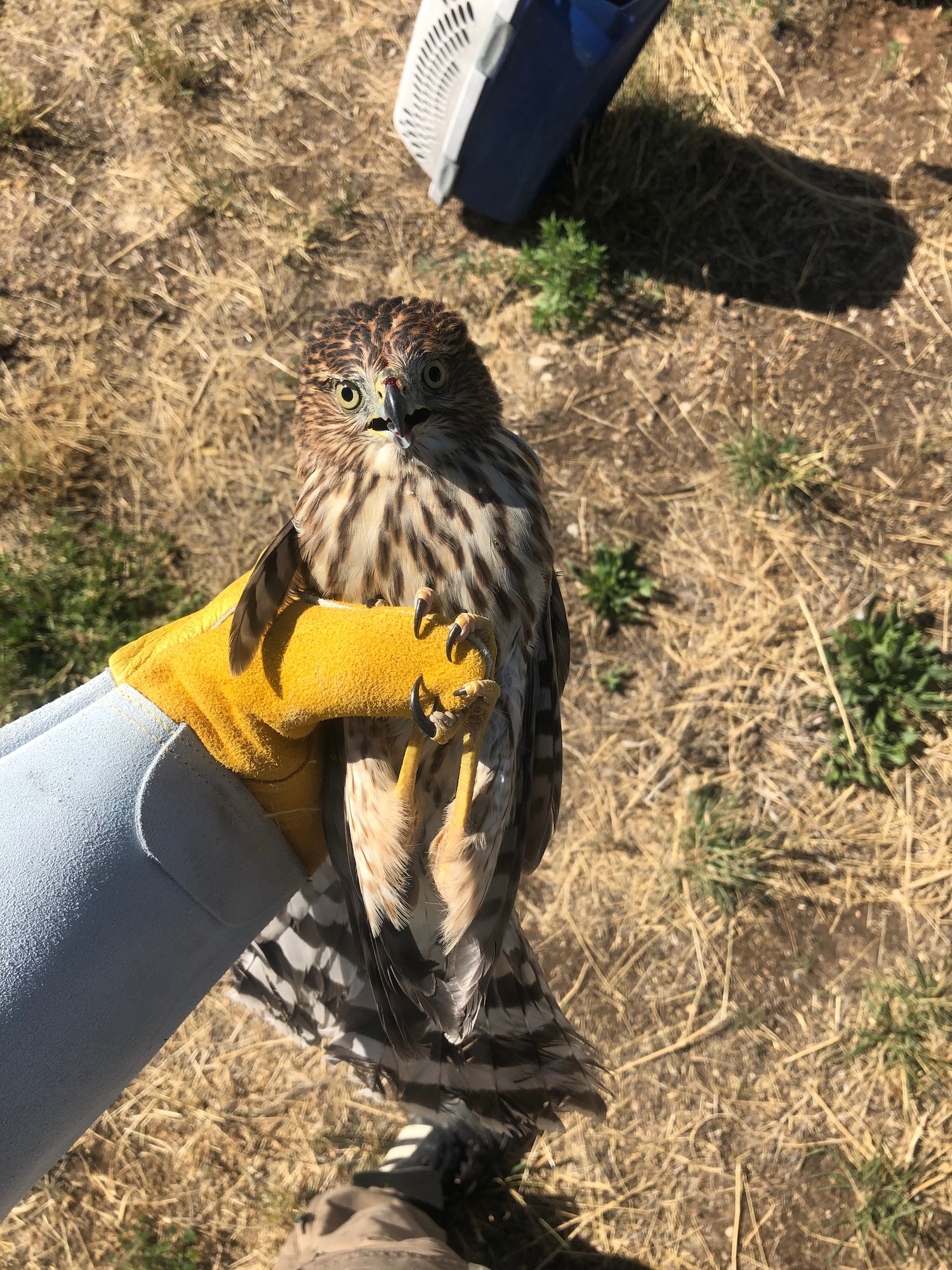 A bird is captured near the base's flight line. The bird will be taken to a new habitat as part of the Raptor Relocation Program, which focuses on trapping kestrels, hawks, owls, and other raptors and relocating the birds to safer and more suitable habitats away from the airfield. (Courtesy photo)