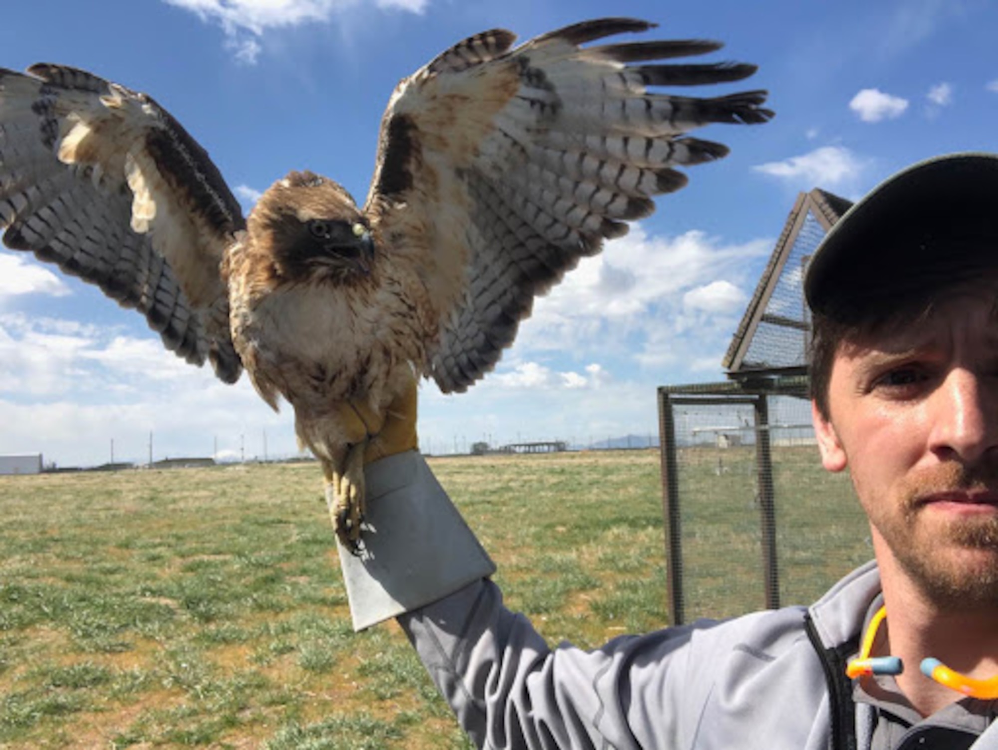 Tyler Adams, a US Department of Agriculture wildlife biologist at Hill Air Force Base, Utah, displays a red-tailed hawk captured near the base's flight line. The bird will be taken to a new habitat as part of the Raptor Relocation Program, which focuses on trapping kestrels, hawks, owls, and other raptors and relocating the birds to safer and more suitable habitats away from the airfield. (Courtesy photo)