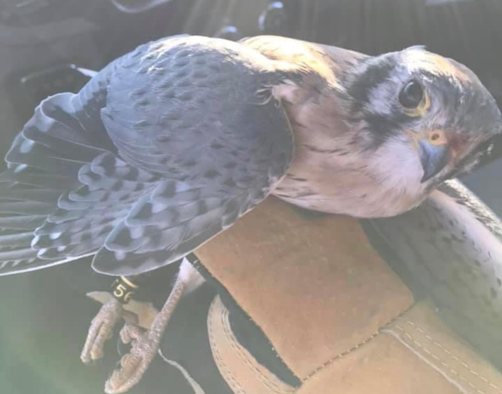 Wildlife biologists captured this American kestrel near the base's flight line. The bird will be taken to a new habitat as part of the Raptor Relocation Program, which focuses on trapping kestrels, hawks, owls, and other raptors and relocating the birds to safer and more suitable habitats away from the airfield. (Courtesy photo)