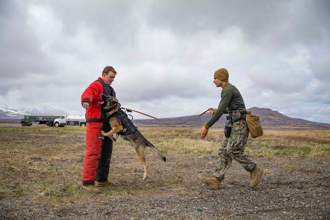 A Marine holds onto the leash of a dog as it jumps toward another person.
