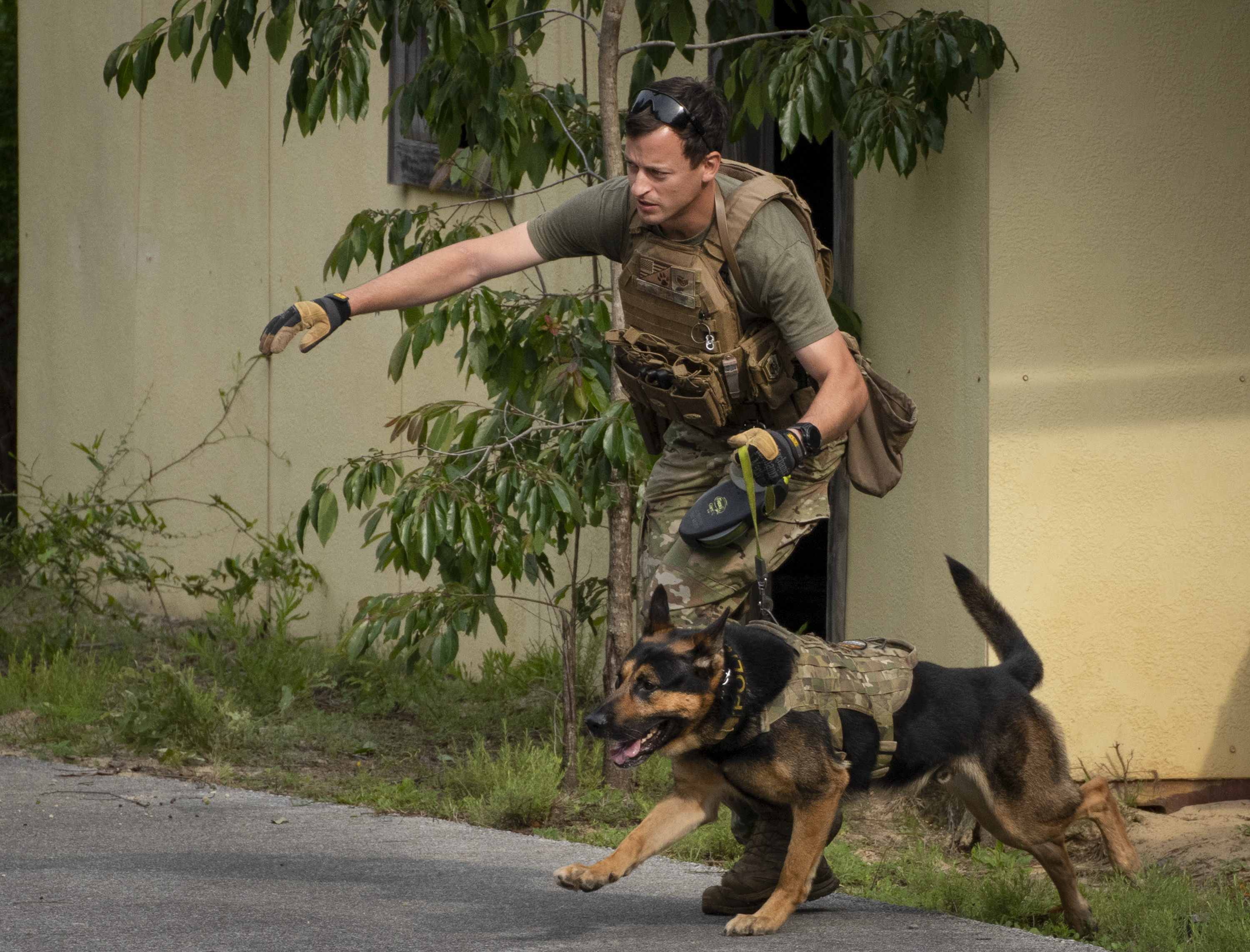 Paw patrolling Eglin hosts military working dog competition > Eglin Air Force Base > Article