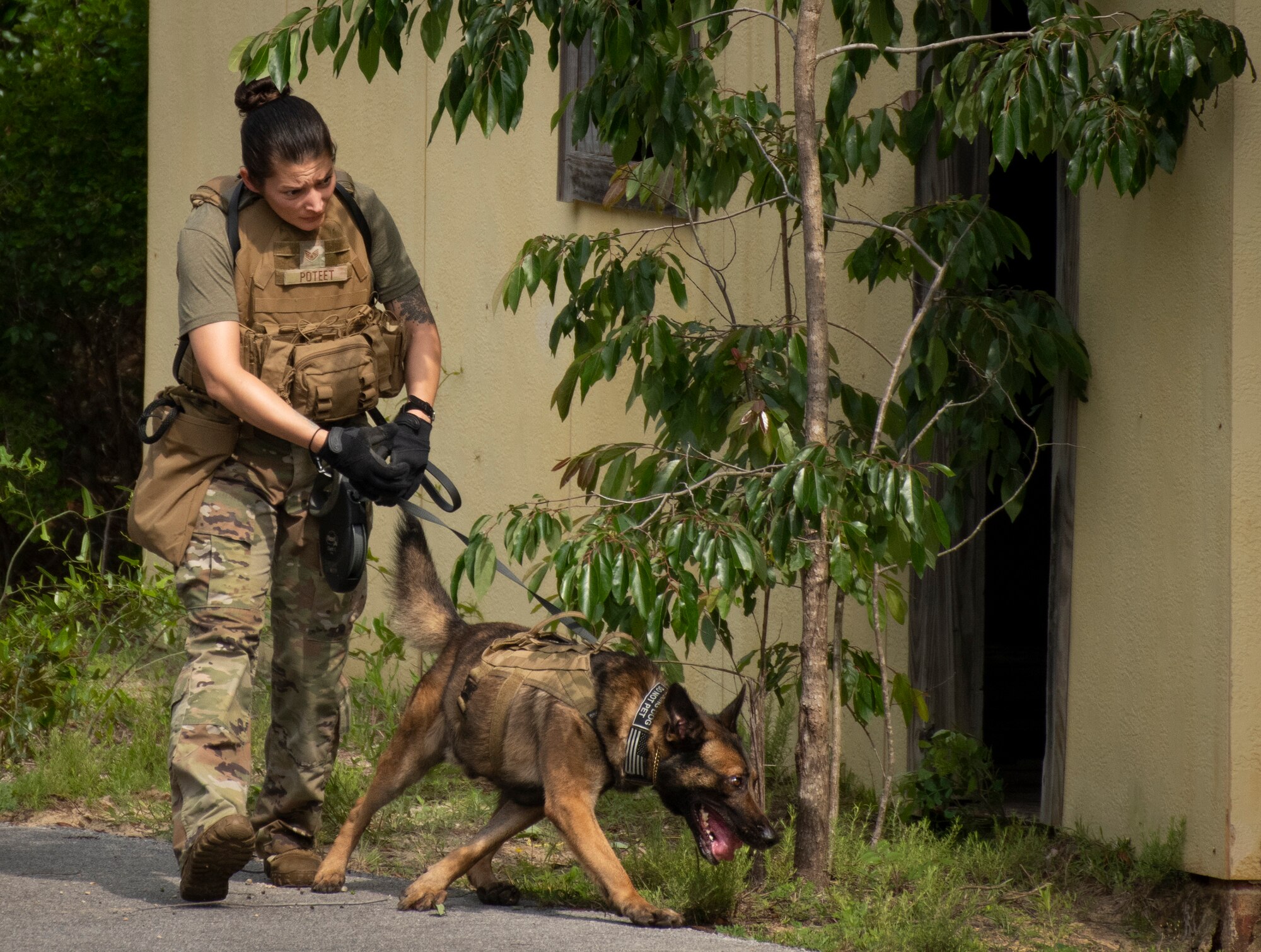 K-9 competition