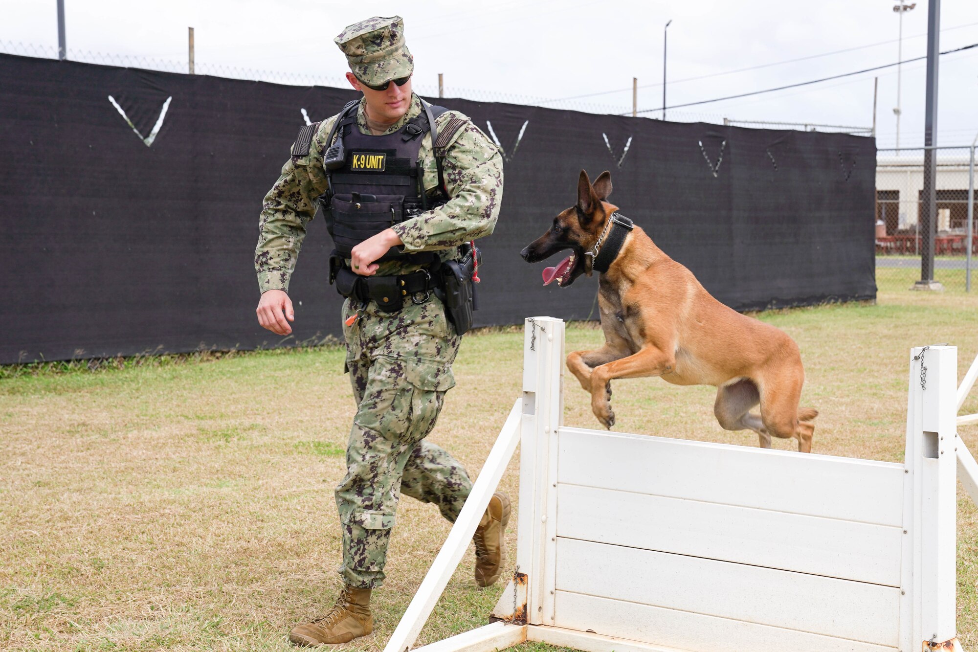 Master at Arms Petty Officer 2nd Class Julian Reid and Sshelton, 647th Security Forces military working dog handler and military working dog, train together at the obedience course at Joint Base Pearl Harbor-Hickam, Hawaii, May 7, 2021. Military working dogs that are born into the Department of Defense Military Working Dog Breeding Program and trained at Joint Base San Antonio-Lackland, Texas, are designated with a double letter name like Sshelton. (U.S. Air Force photo by Airman 1st Class Makensie Cooper)