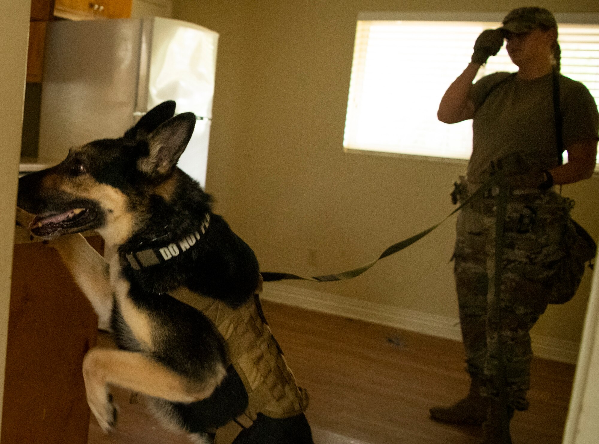 K-9 competition