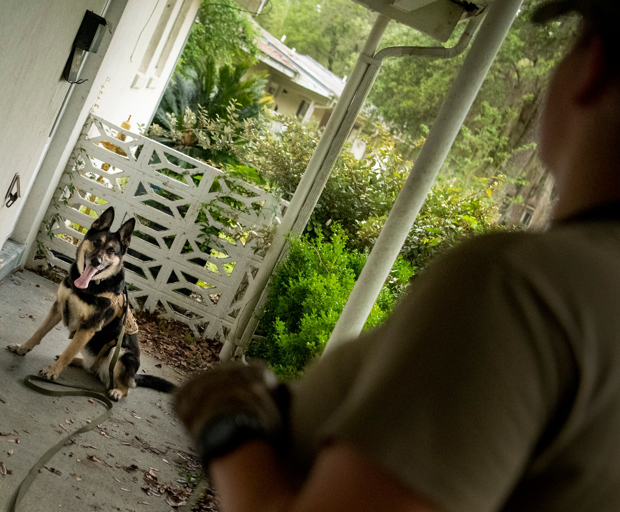 K-9 competition