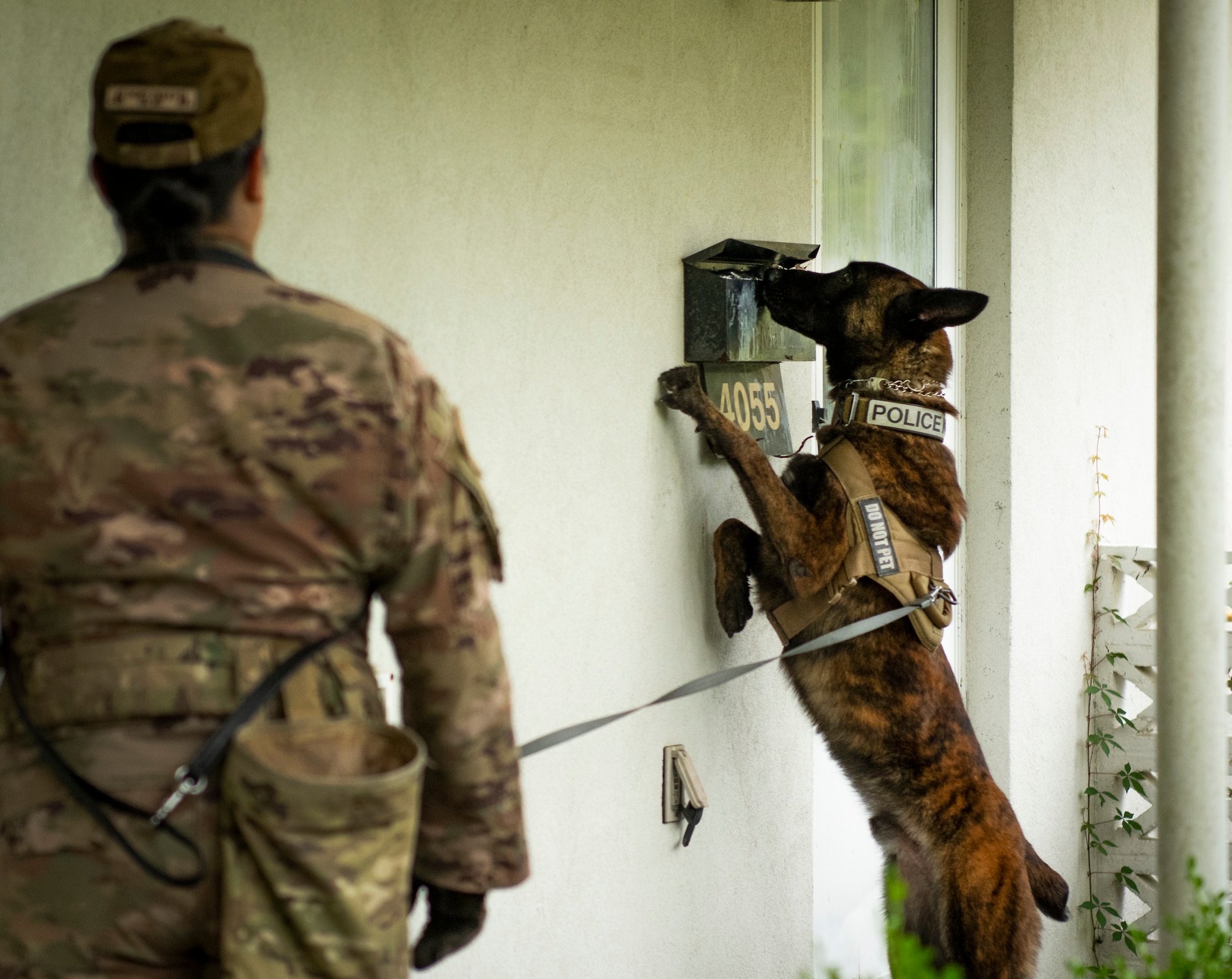 K-9 competition