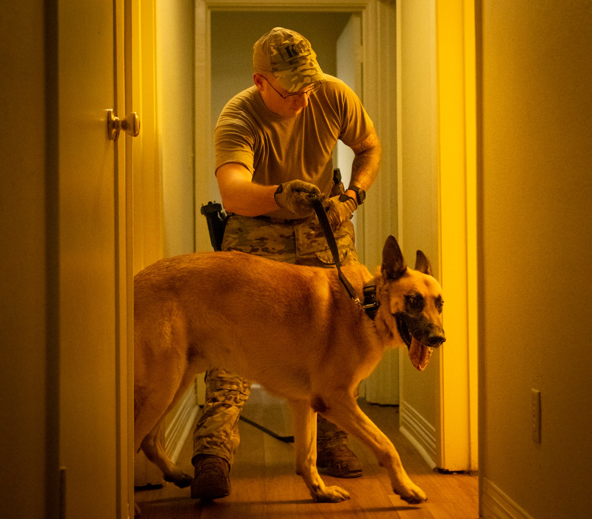 K-9 competition