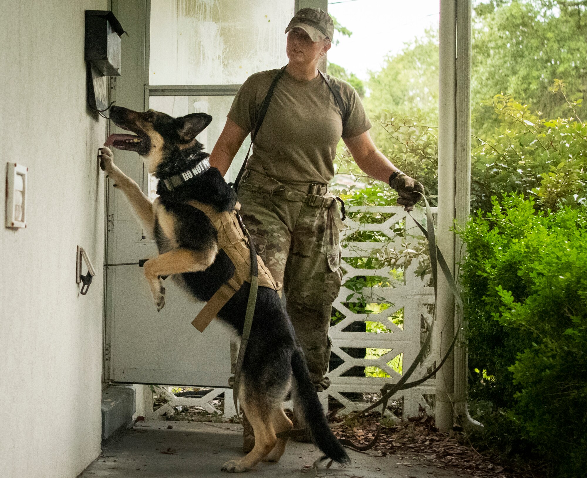 K-9 competition