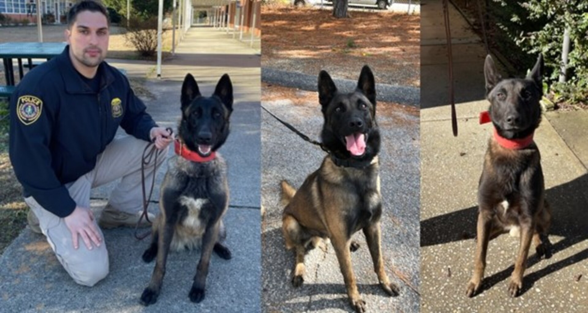 From left to right: DIA Police Sgt. Josh DePasquale, Siba, Julio and Tango. All three new DIA Police K-9s are Belgian Malinois. (Photo compilation by DIA Public Affairs)