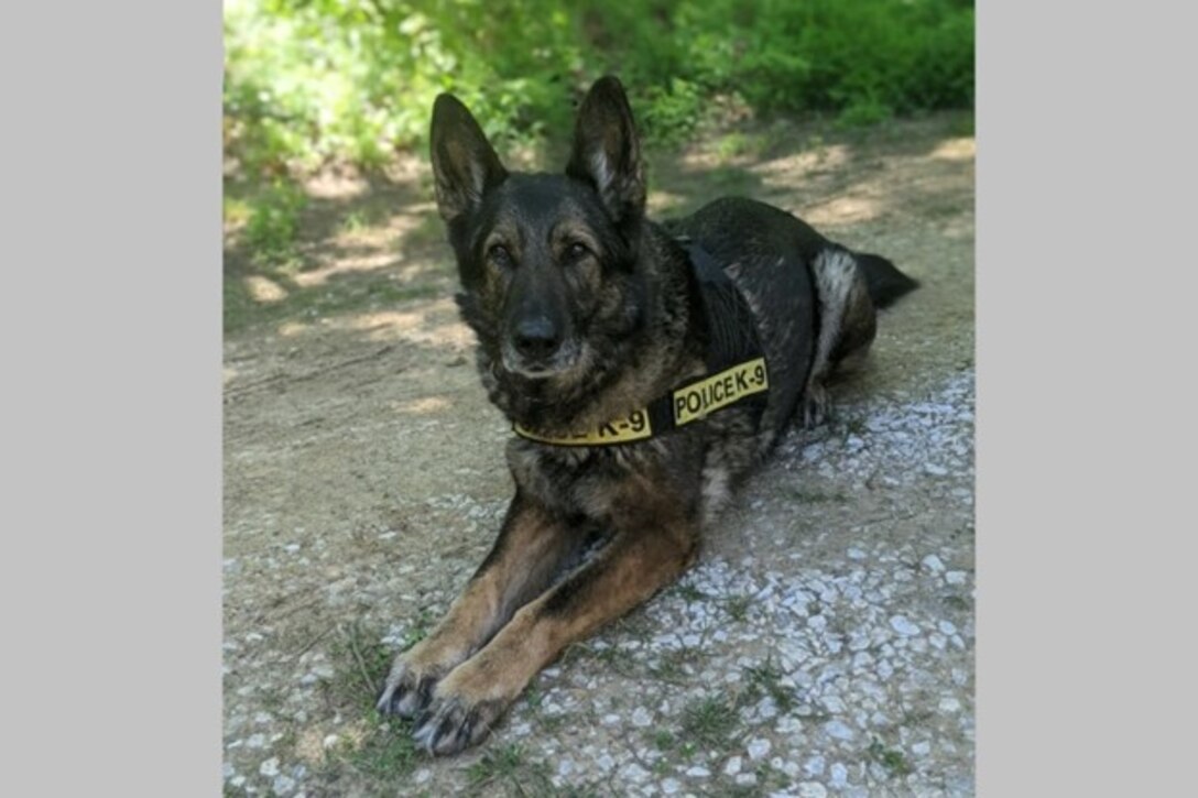 DIA Police K-9 Dolly takes a break from training. (Photo courtesy of DIA Police)