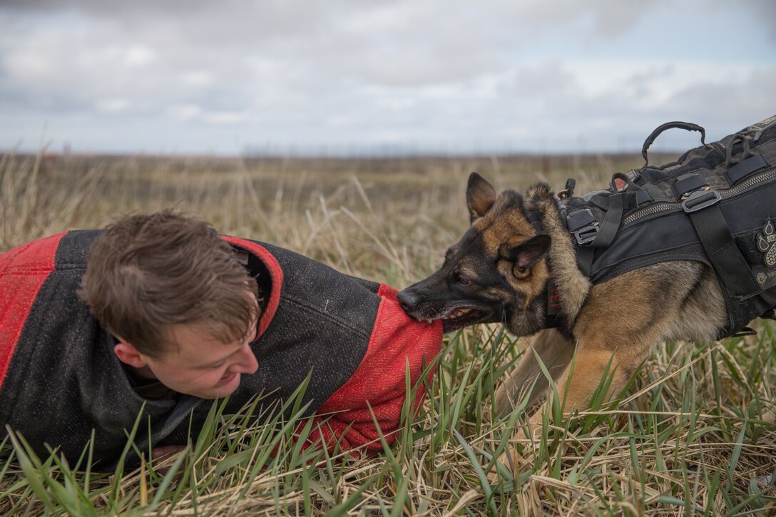 U.S. Marine Corps Cpl. Levi Bircher, an air traffic controller with Marine Medium Tiltrotor Squadron 164 (Reinforced), 15th Marine Expeditionary Unit, and Argo, a military working dog, conduct a bite demonstration for Cold Bay, Alaska, residents during an Open House community relations event in support of Northern Edge 2021. U.S. service members are participating in a joint training exercise hosted by U.S. Pacific Air Forces May 3-14, 2021, on and above the Joint Pacific Alaska Range Complex, the Gulf of Alaska, and temporary maritime activities area. NE21 is one in a series of U.S. Indo-Pacific Command exercises designed to sharpen the joint forces’ skills; to practice tactics, techniques, and procedures; to improve command, control and communication relationships; and to develop cooperative plans and programs.