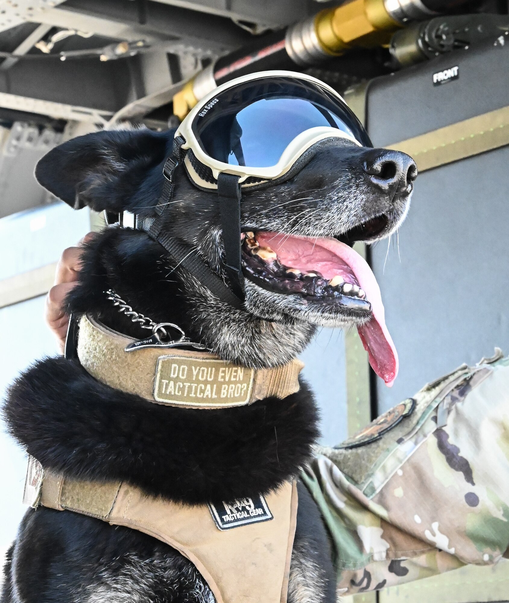 Military Working Dog Familiarization Flight