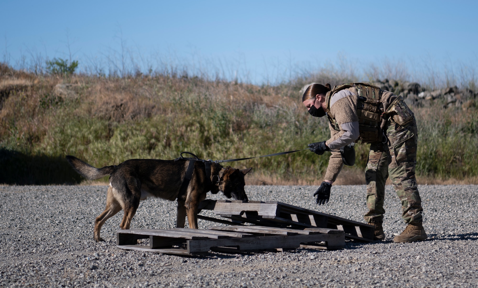 Airman shows a dog where to search