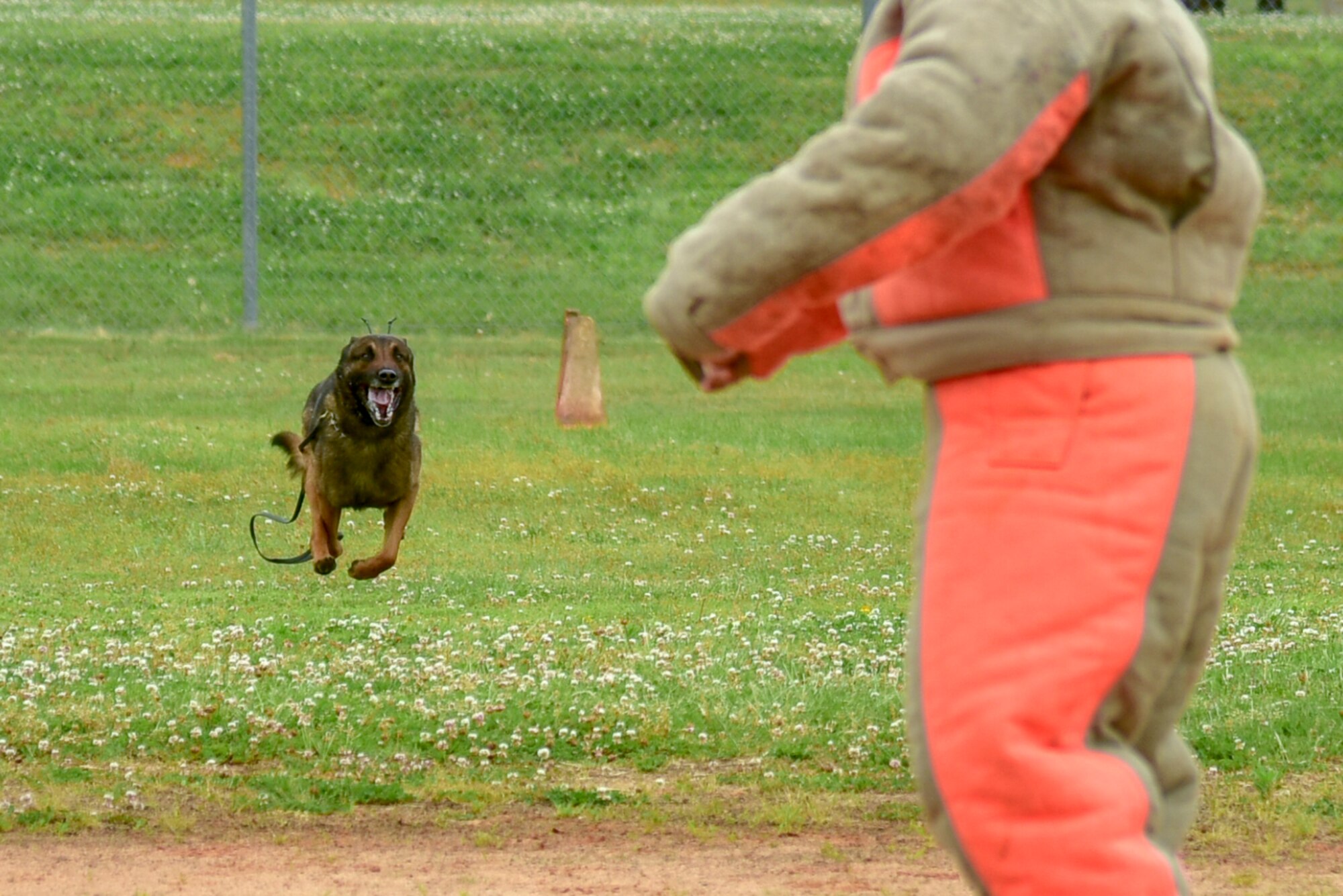 MWDs participate in a competition