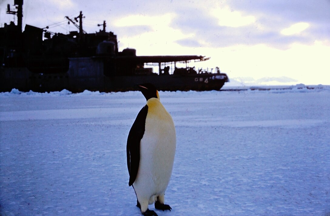 A penguin stands several yards in front of a large ice-breaker ship.