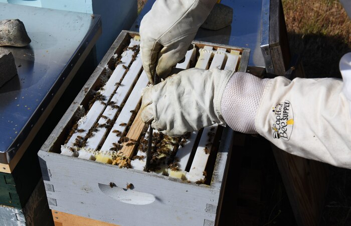 Blaze Baker separates frames to check on bees.