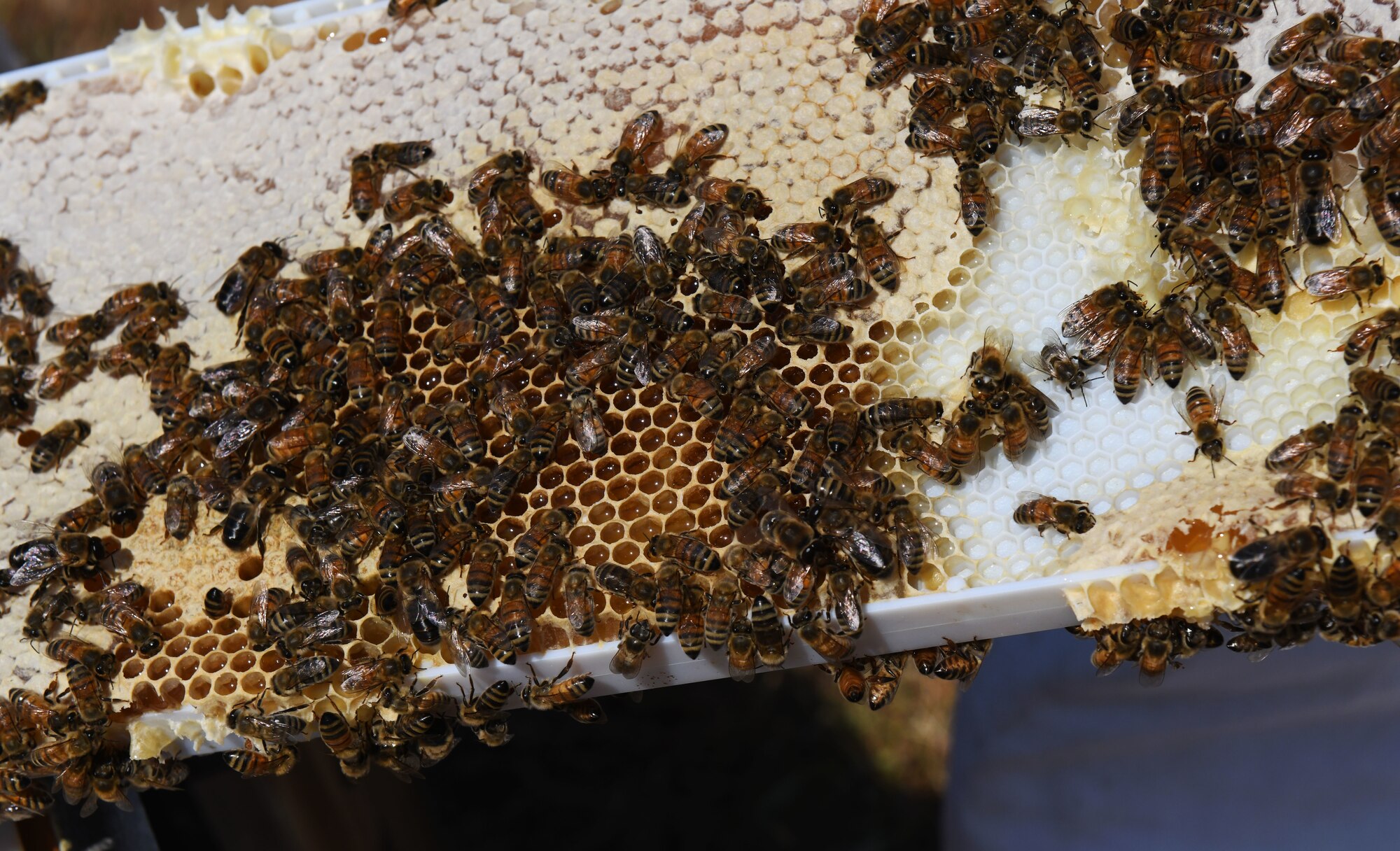 Bees sit on a frame.