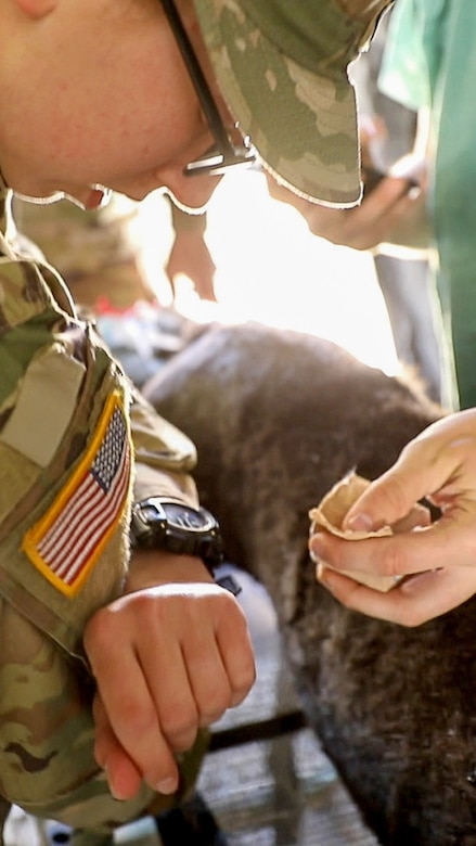 Veterinarians prepare for disasters at Exercise Guardian Response 2021